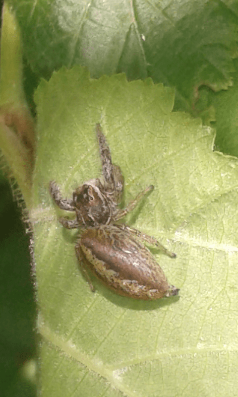 Marpissa pomatia (Salticidae)?